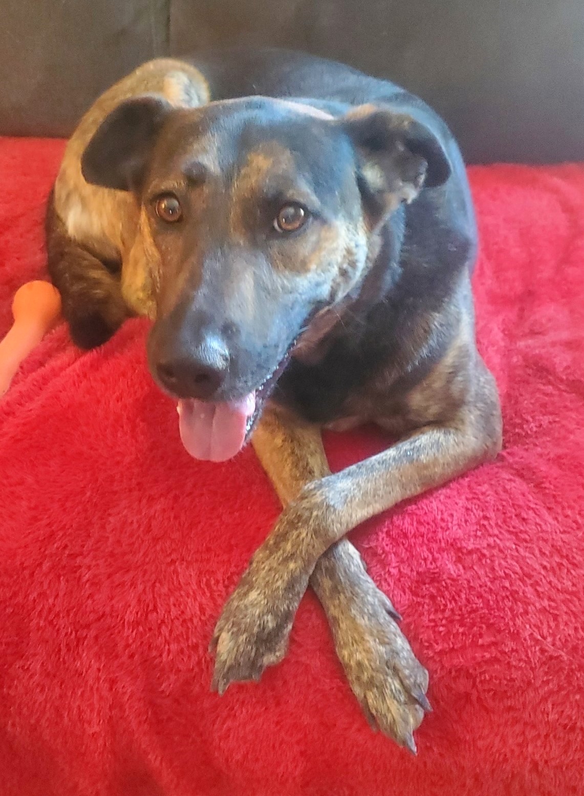 Barkley, a Adoptable Shepherd image 1/4