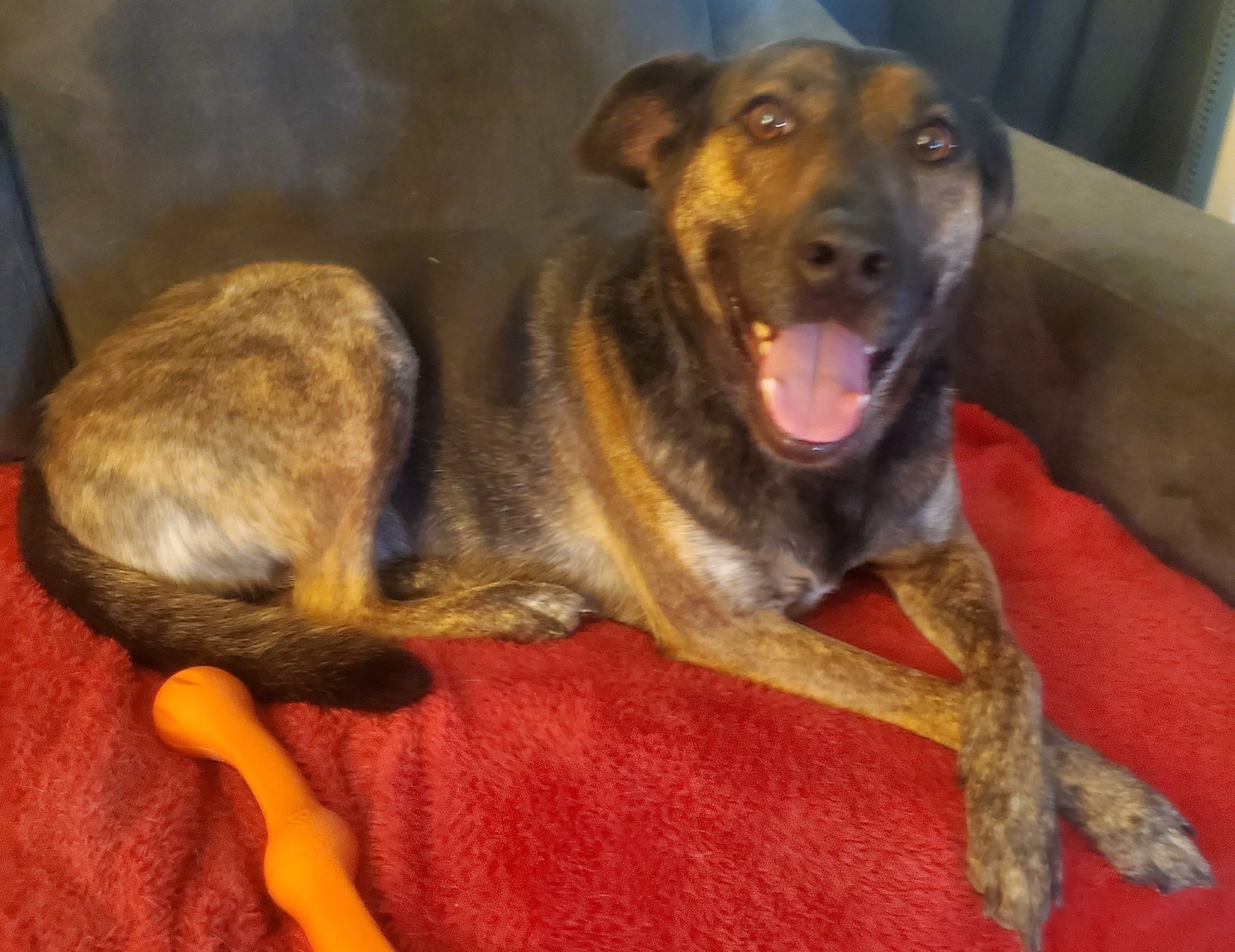 Barkley, a Adoptable Shepherd image 2/4