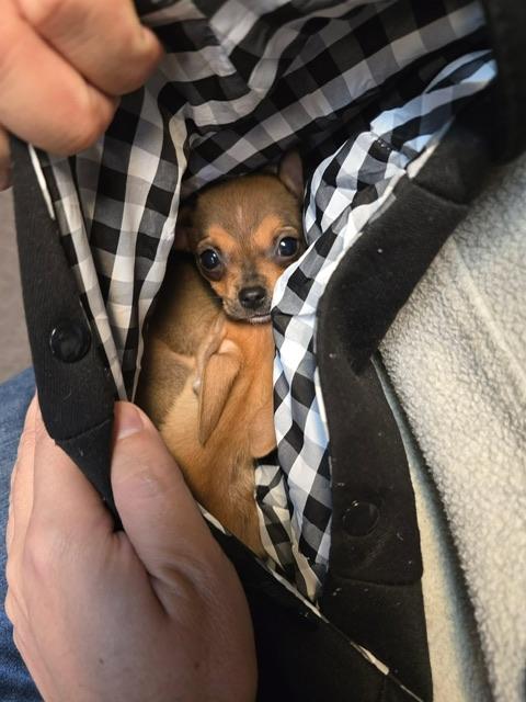 Enlarge Lucy, an adopted Chihuahua in vallejo, CA image 4/6