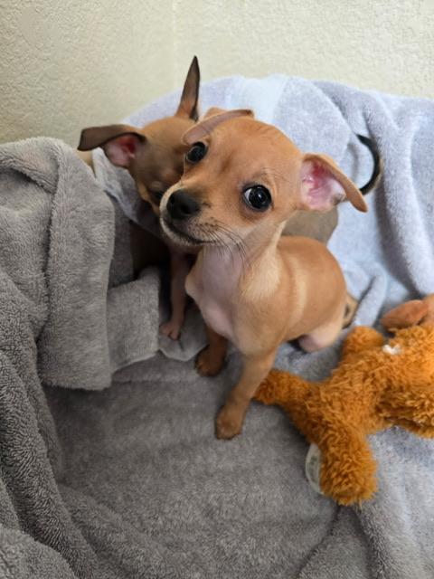 Enlarge Lucy, an adopted Chihuahua in vallejo, CA image 2/6