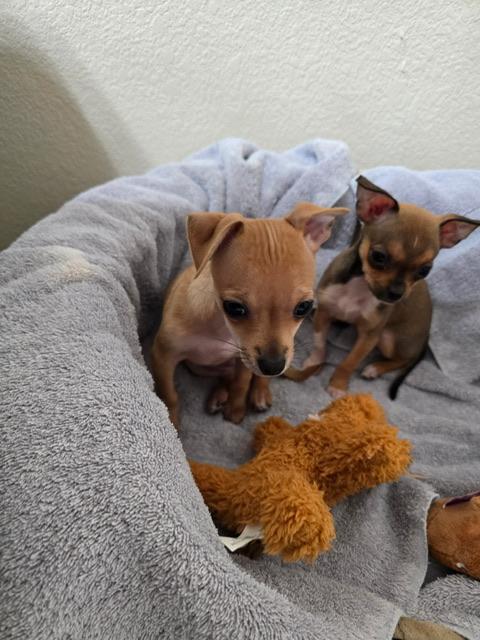 Enlarge Lucy, an adopted Chihuahua in vallejo, CA image 6/6
