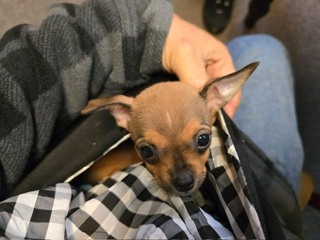 Enlarge Lucy, an adopted Chihuahua in vallejo, CA image 1/6