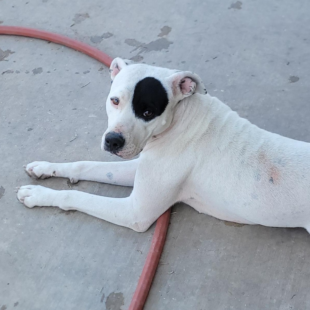 Ophelia, ADOPTABLE, Adult Female Pit Bull Terrier.