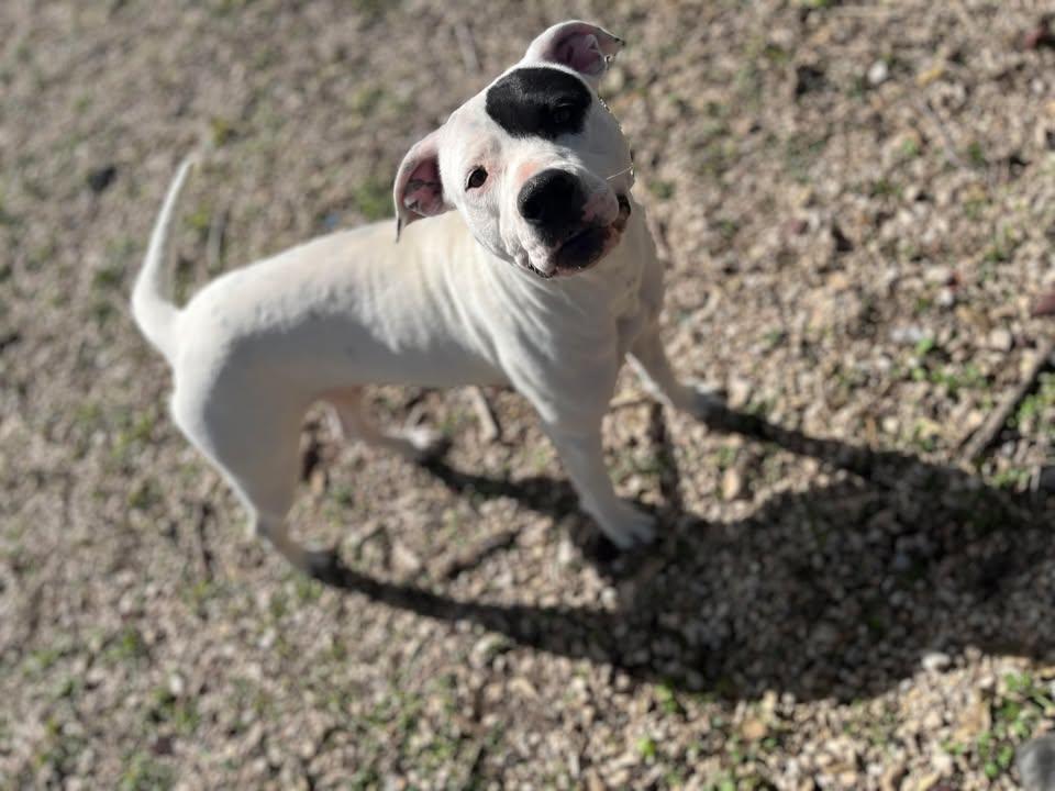 Enlarge Ophelia, a ADOPTABLE mixed breed in Kirby, TX image 1/1