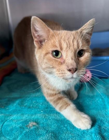 Toffee, Adoptable, Adult Female Domestic Short Hair & Domestic Short Hair.