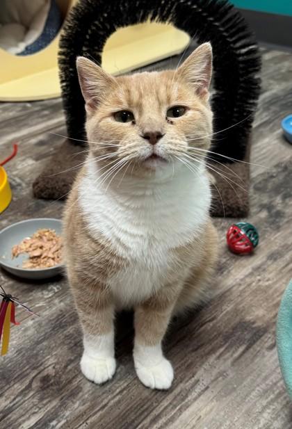 Toffee, a Adoptable Domestic Short Hair in Willmar, MN image 2/2