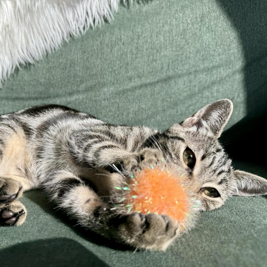 Enlarge Baby, a Adoptable Domestic Short Hair in Escondido, CA image 1/6