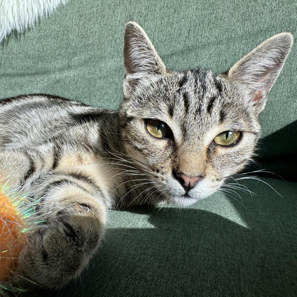 Enlarge Baby, a Adoptable Domestic Short Hair in Escondido, CA image 2/6