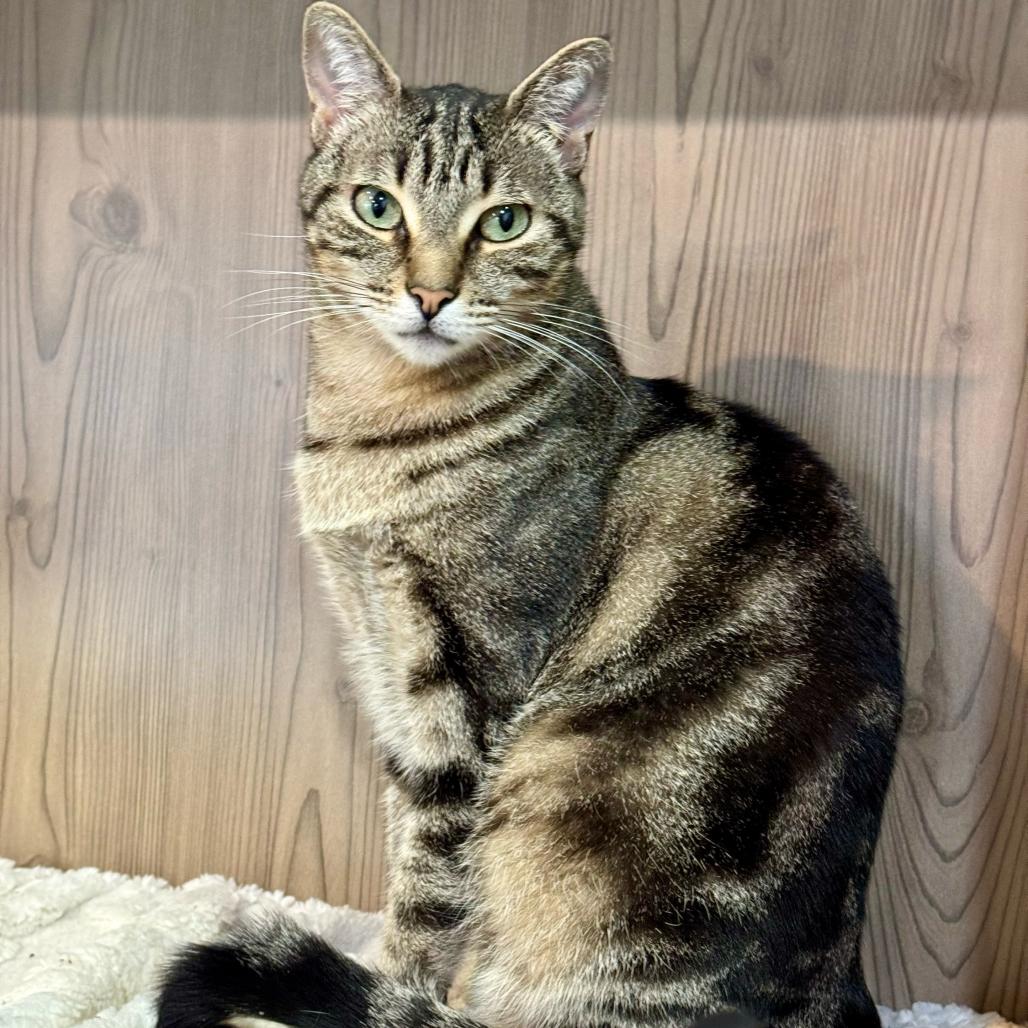 Pepper, a Adoptable Domestic Short Hair in Escondido, CA image 3/6