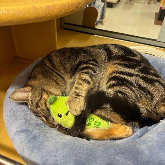 Enlarge Baby, a Adoptable Domestic Short Hair in Escondido, CA image 3/6