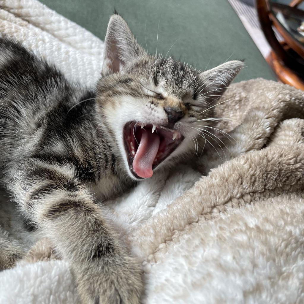 Enlarge Baby, a Adoptable Domestic Short Hair in Escondido, CA image 4/6