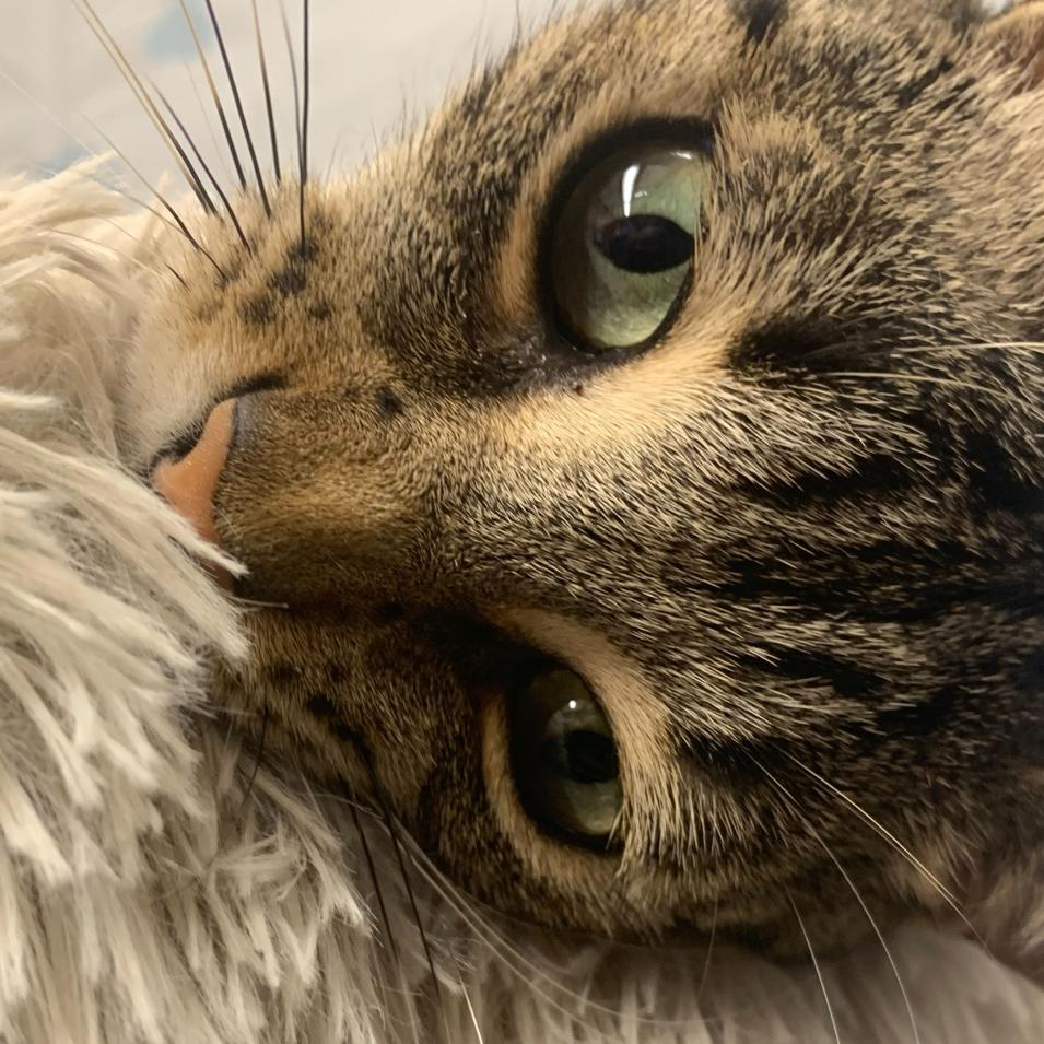 Enlarge Pepper, a Adoptable Domestic Short Hair in Escondido, CA image 4/6