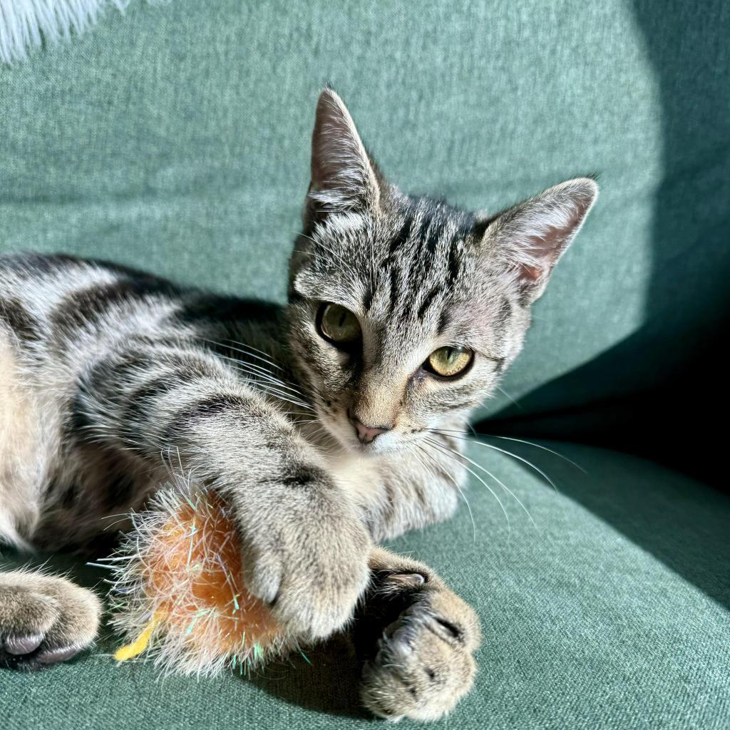 Enlarge Baby, a Adoptable Domestic Short Hair in Escondido, CA image 6/6