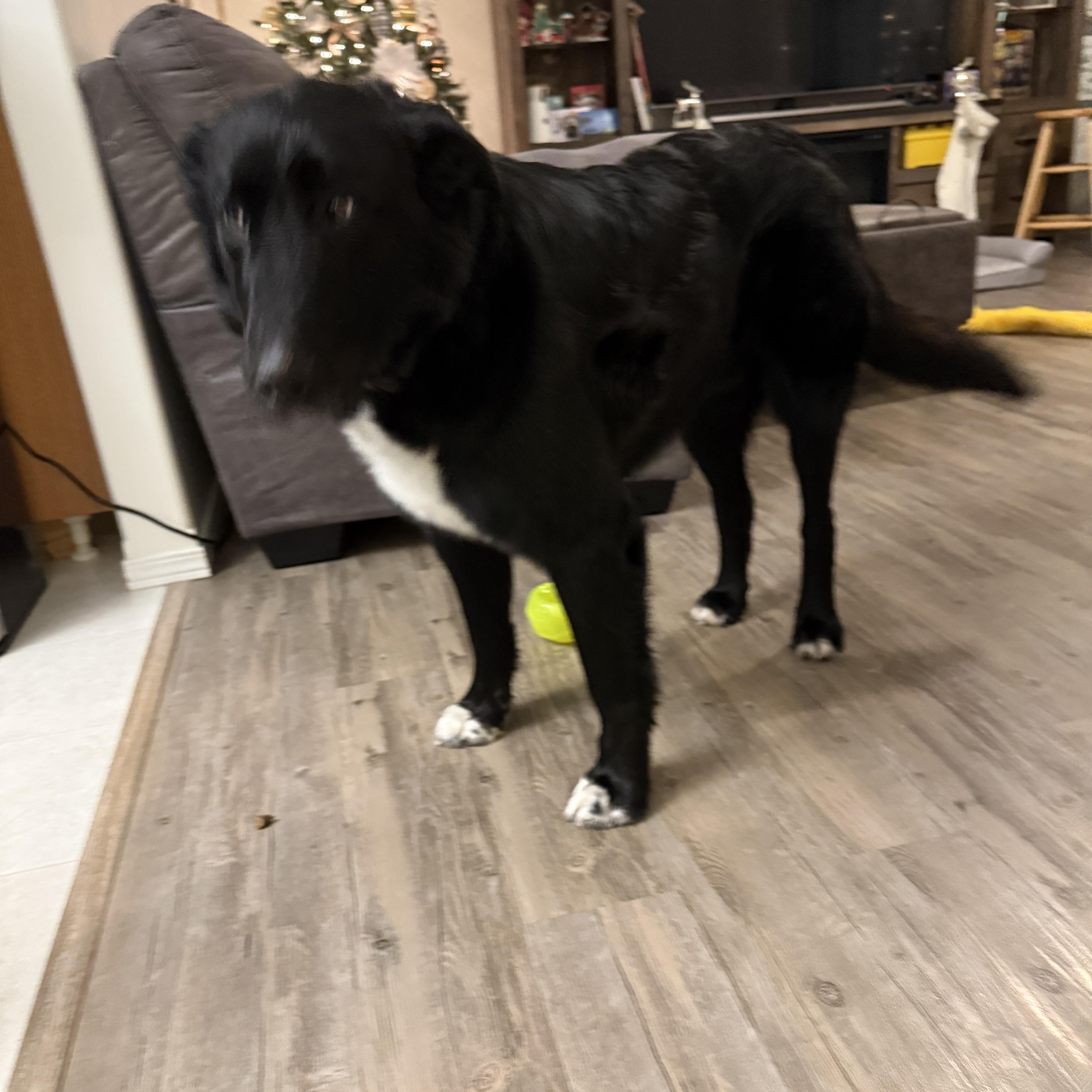 Walter, a ADOPTABLE Border Collie in Meadow Lake, SK image 1/5
