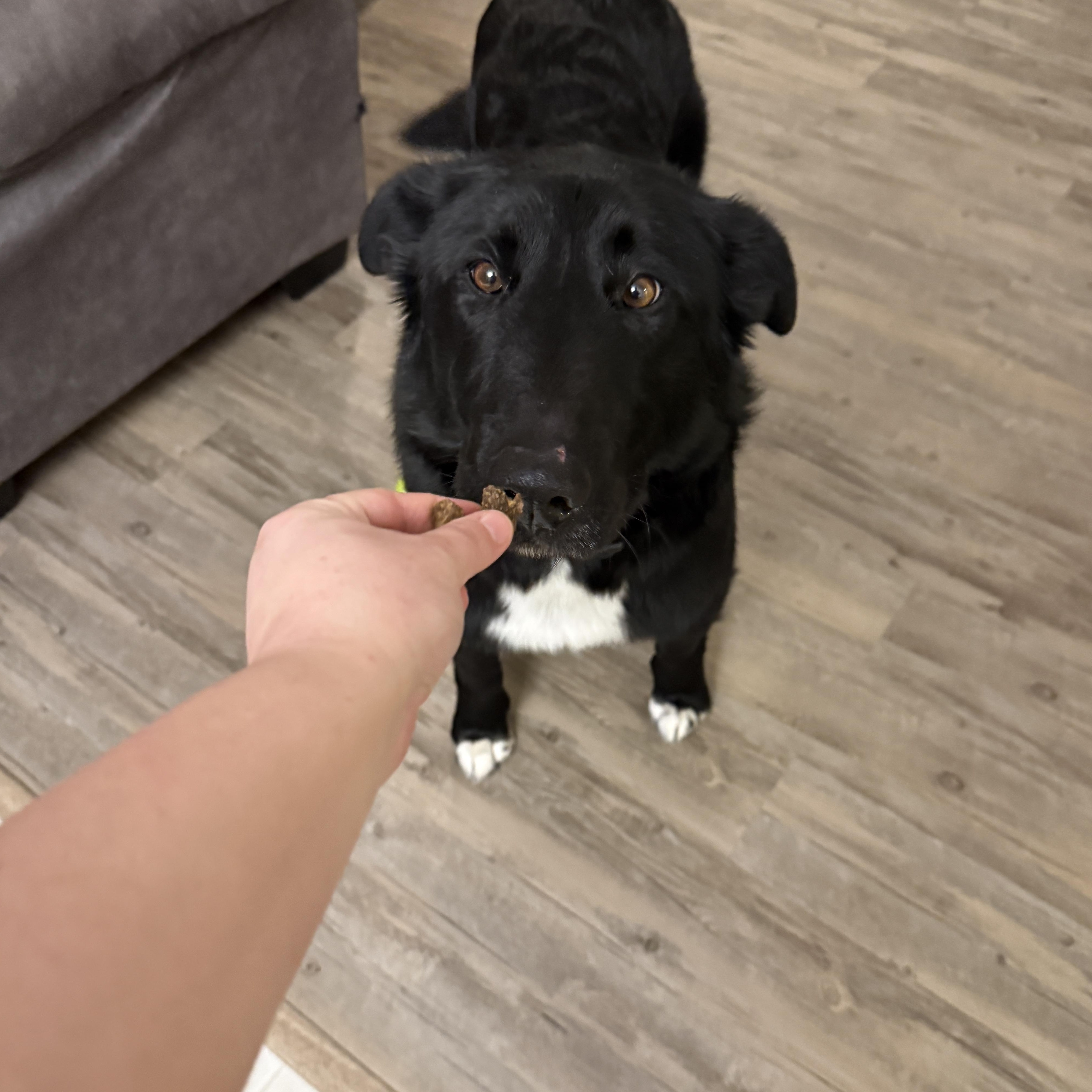 Walter, a ADOPTABLE Border Collie in Meadow Lake, SK image 5/5