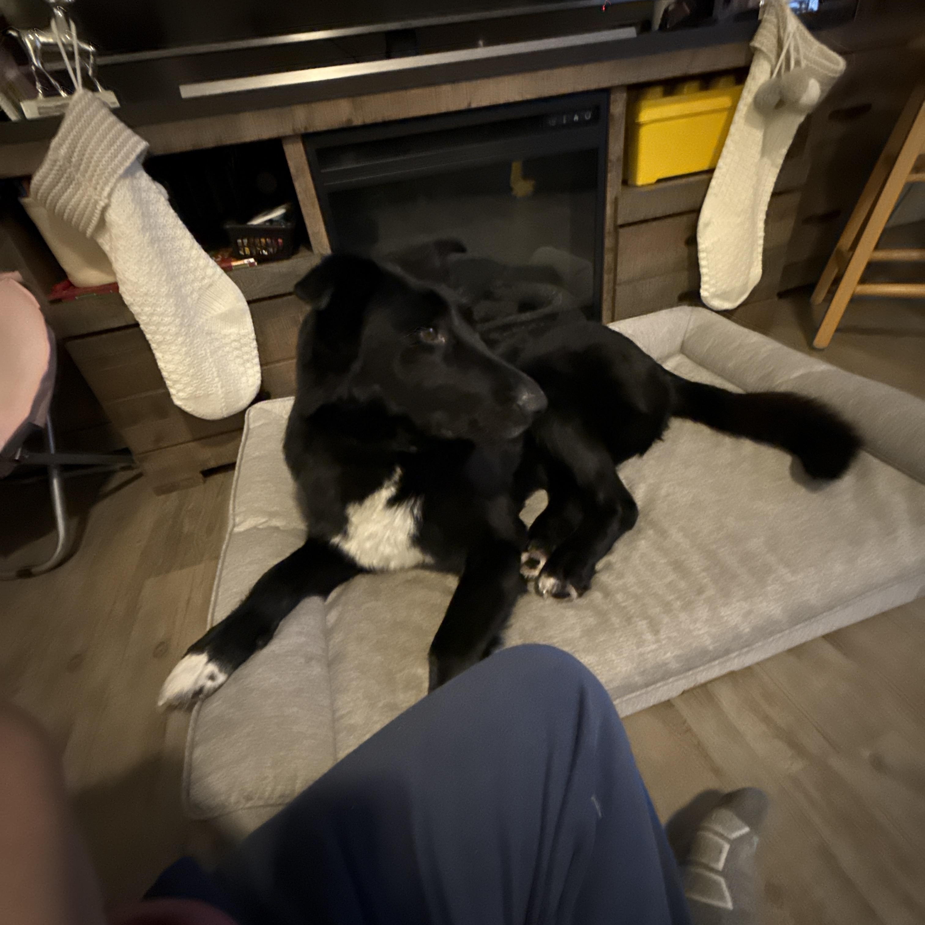 Walter, a ADOPTABLE Border Collie in Meadow Lake, SK image 4/5