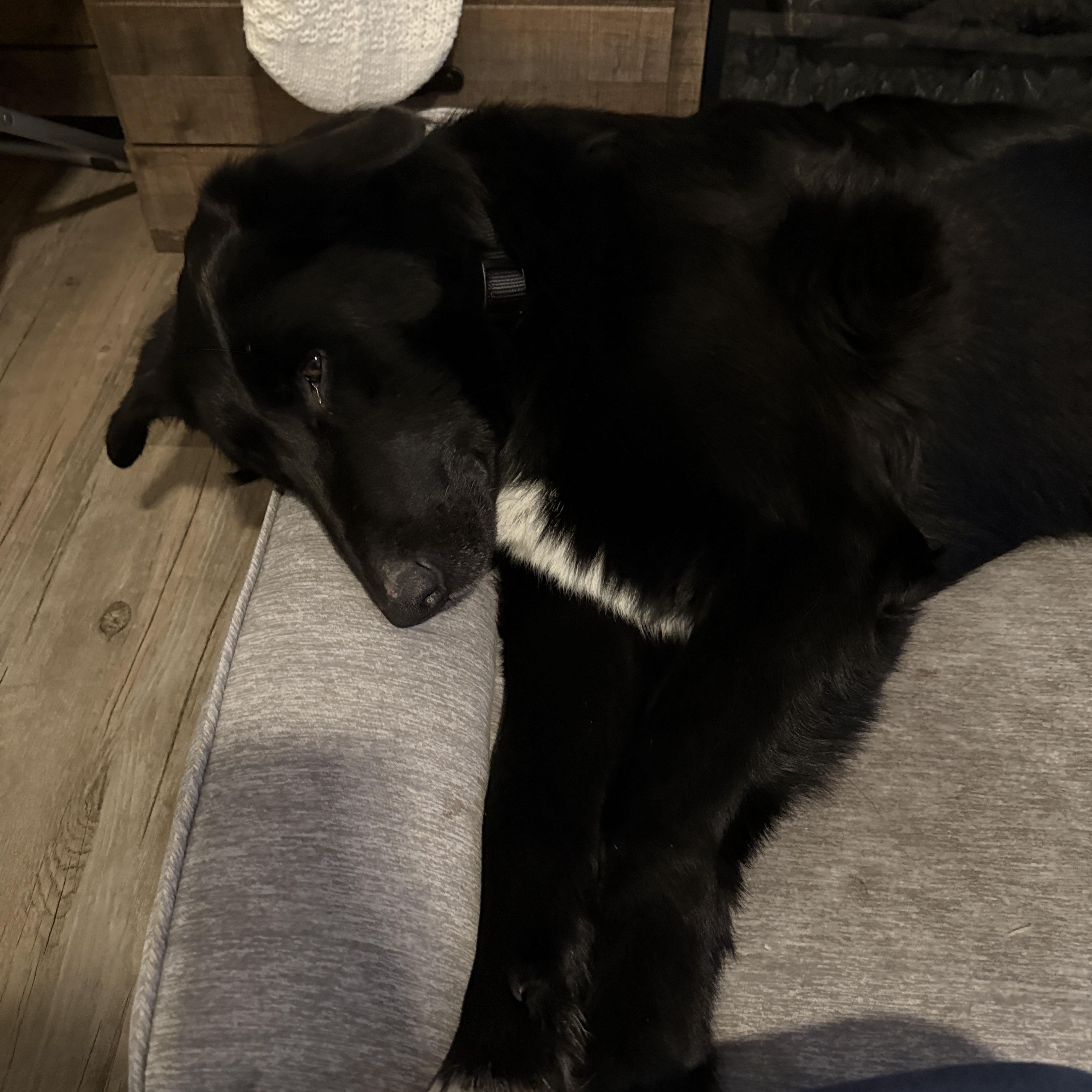 Walter, a ADOPTABLE Border Collie in Meadow Lake, SK image 2/5