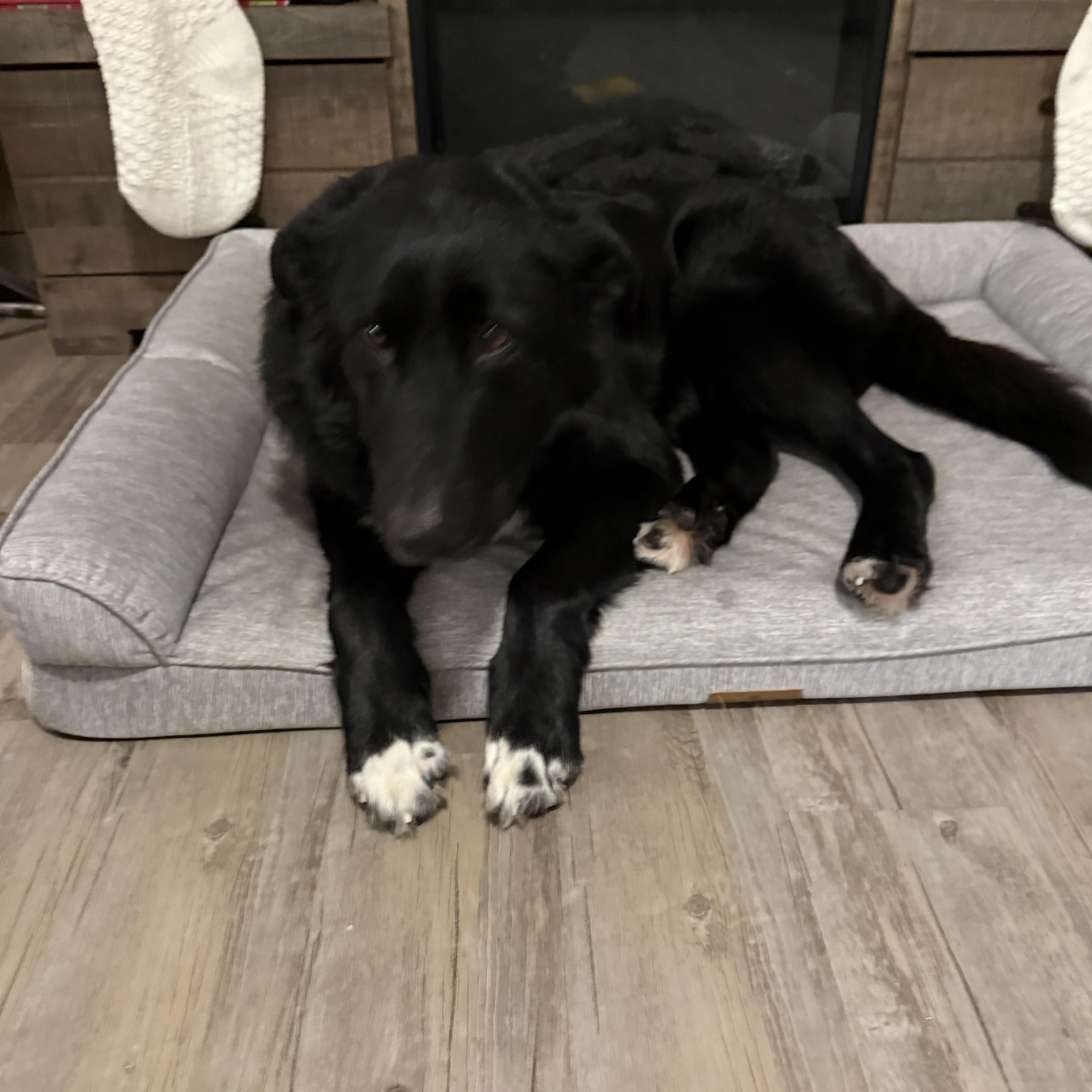 Walter, a ADOPTABLE Border Collie in Meadow Lake, SK image 3/5