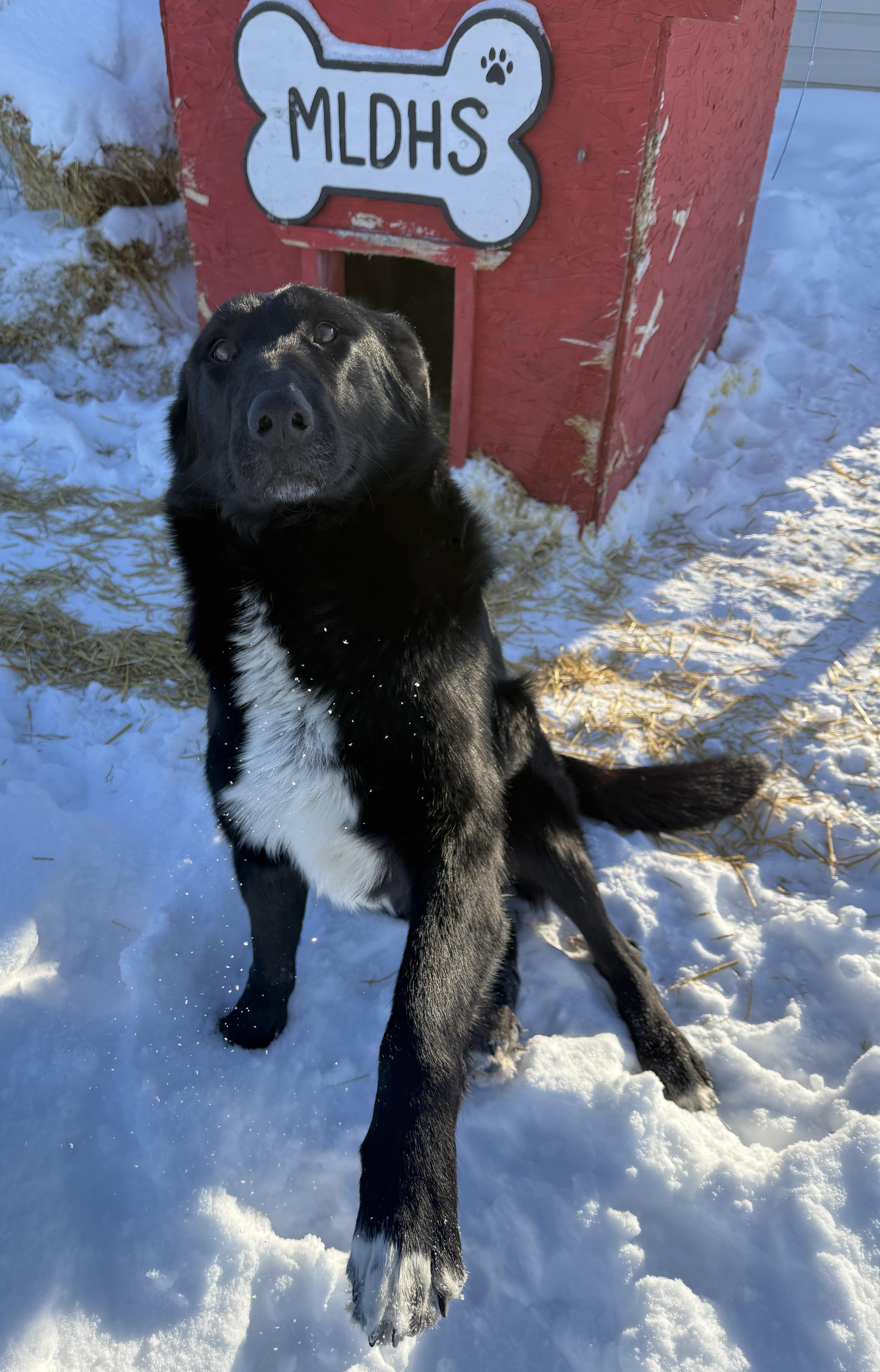 Walter, ADOPTABLE, Adult Male Border Collie.