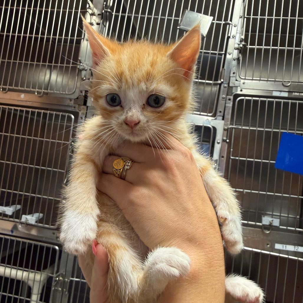 Enlarge Rusty 7215, a Adoptable Domestic Short Hair in Hamilton, GA image 2/6