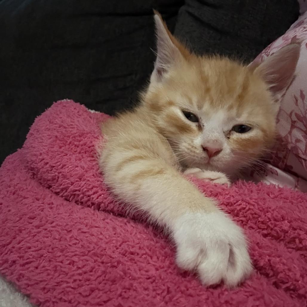 Enlarge Rusty 7215, a Adoptable Domestic Short Hair in Hamilton, GA image 3/6