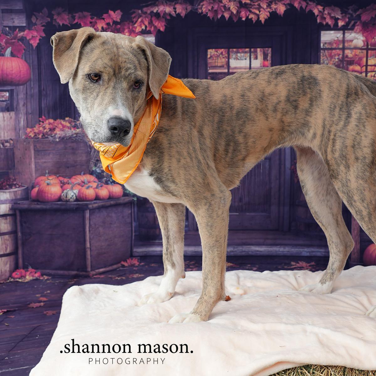 Tiger Lily thumbnail 3