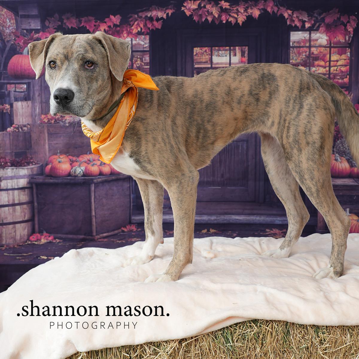 Tiger Lily thumbnail 4