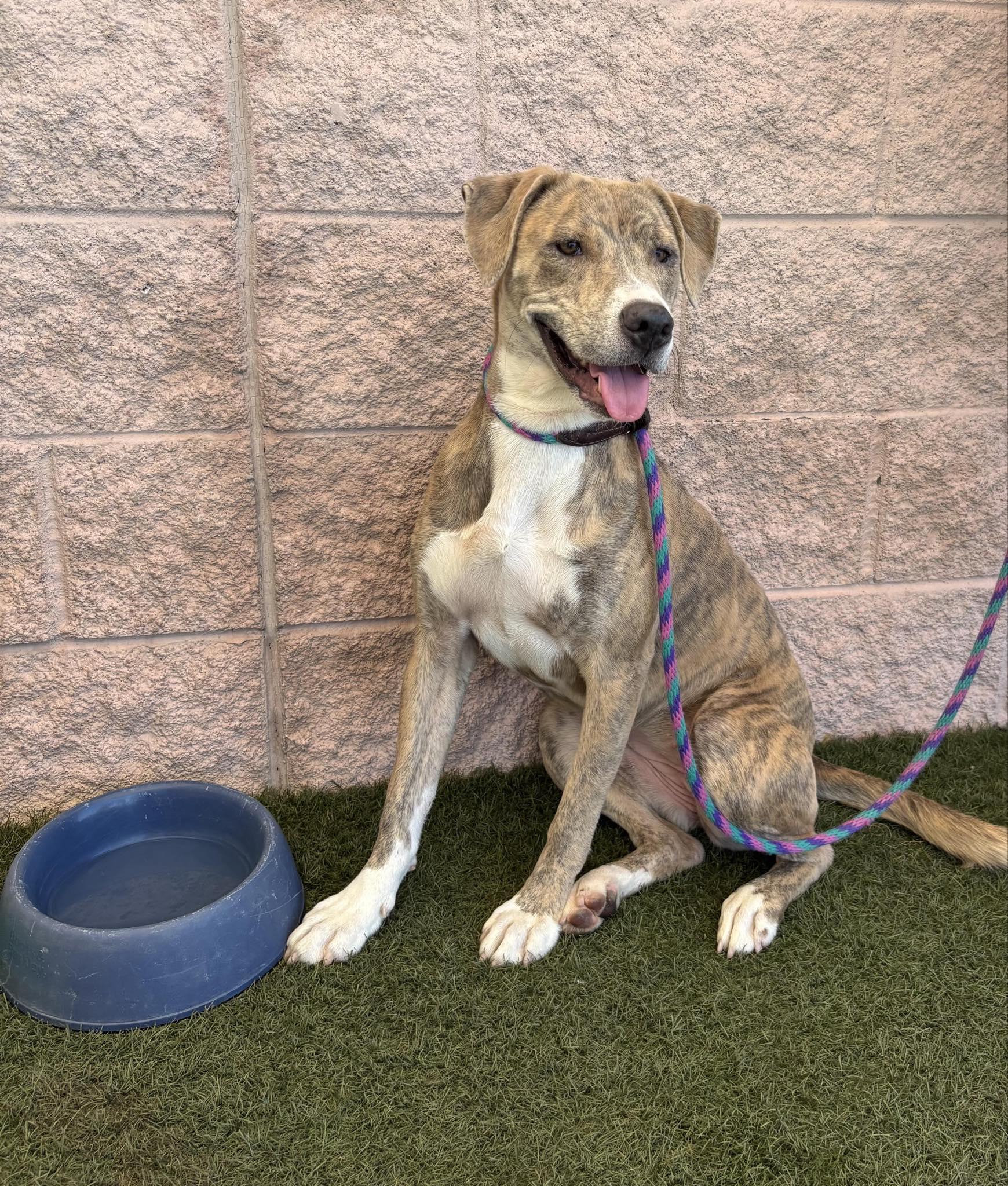 Tiger Lily thumbnail 2