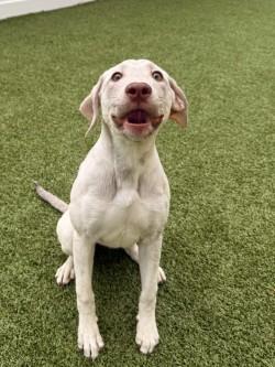 Enlarge Oona (Bonded w/ Mora), a Adoptable mixed breed in Savannah, GA image 3/3