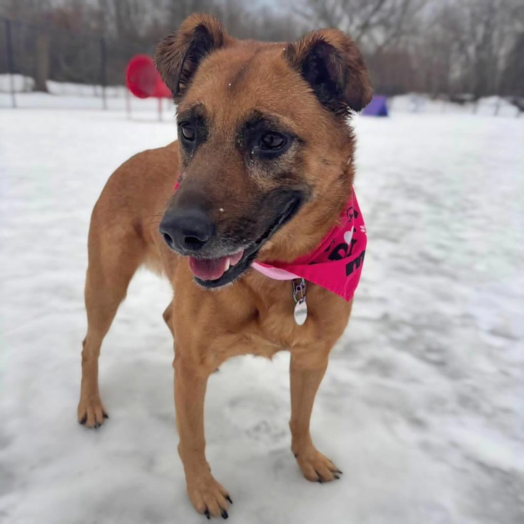 Voodoo, Adoptable, Adult Female Black Mouth Cur.
