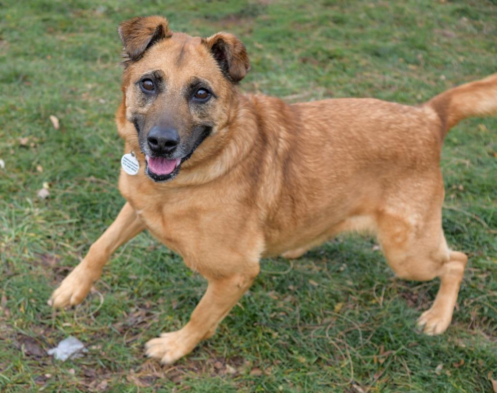 Enlarge Voodoo, a Adoptable mixed breed in North Syracuse, NY image 2/6