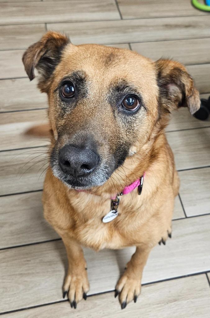 Enlarge Voodoo, a Adoptable mixed breed in North Syracuse, NY image 3/6
