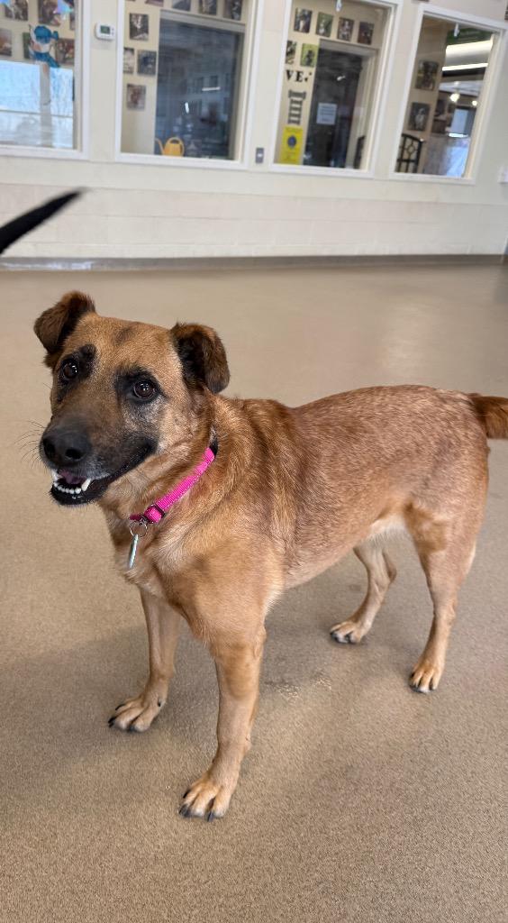 Enlarge Voodoo, a Adoptable mixed breed in North Syracuse, NY image 4/6