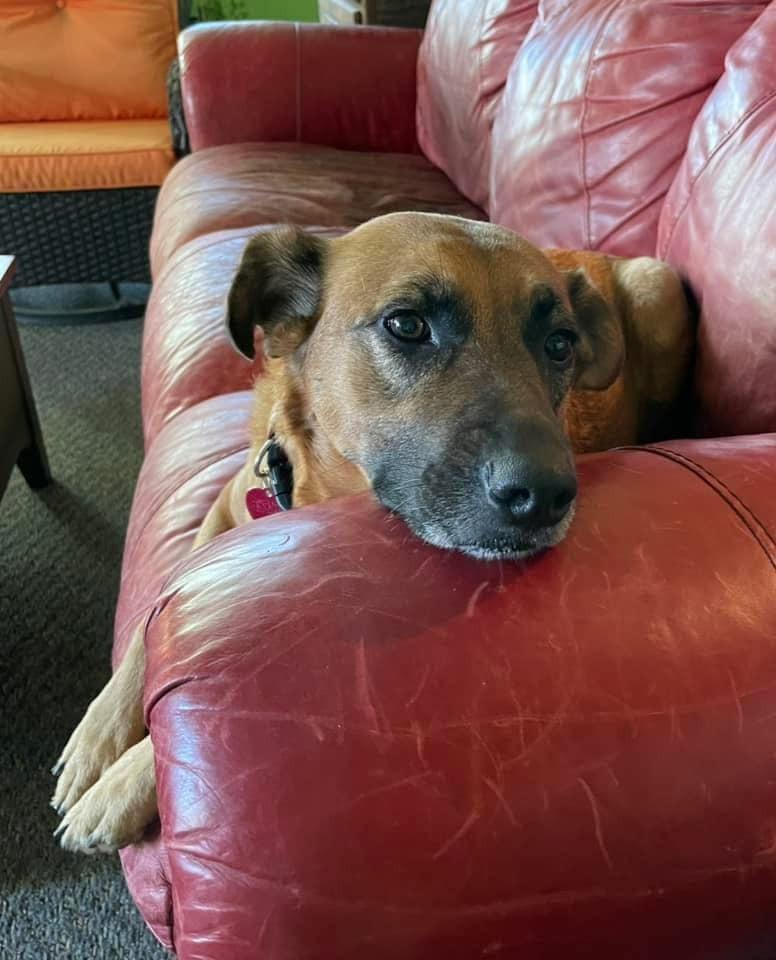 Enlarge Voodoo, a Adoptable mixed breed in North Syracuse, NY image 5/6