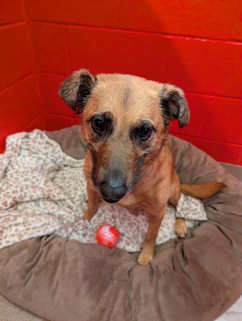 Enlarge Voodoo, a Adoptable mixed breed in North Syracuse, NY image 6/6