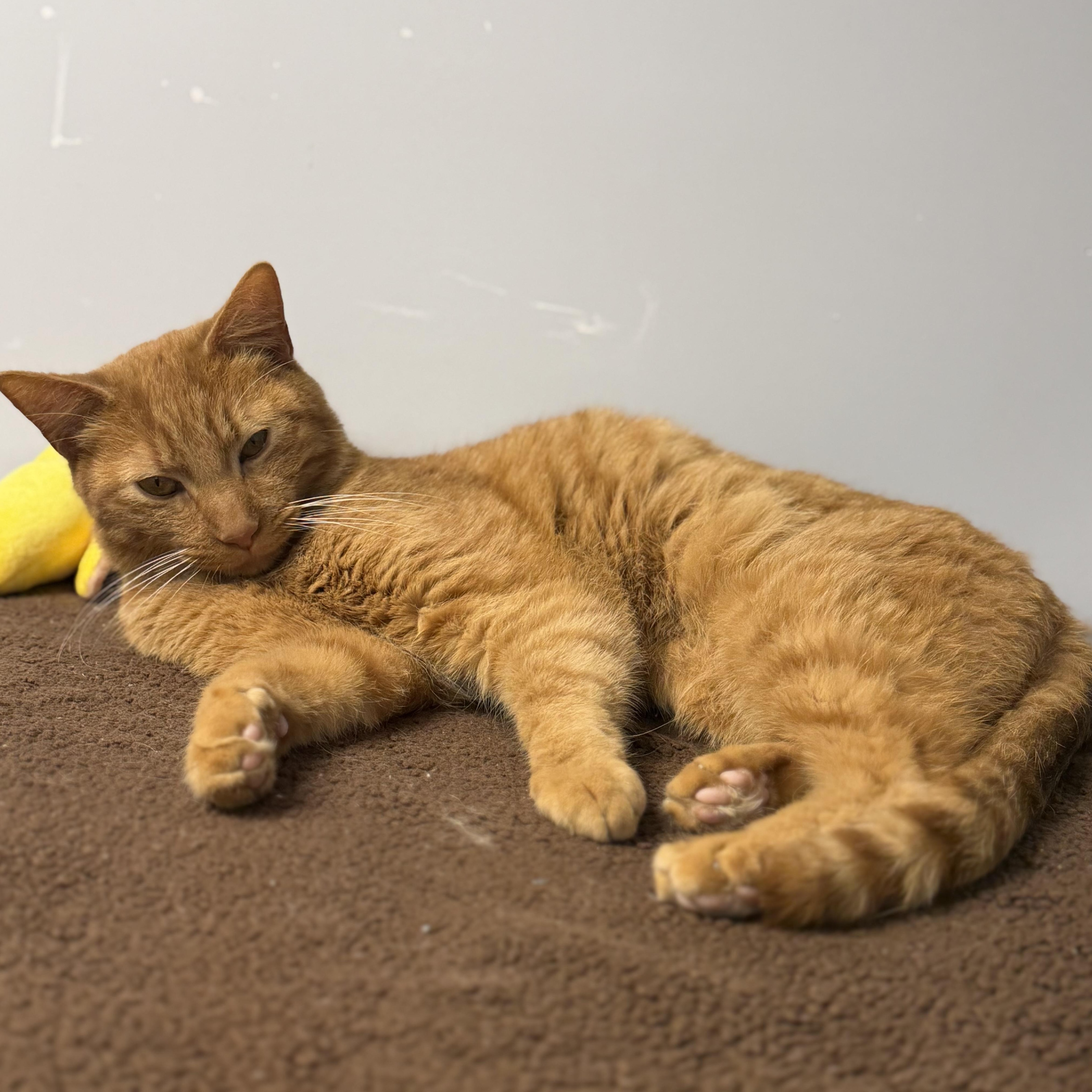 Chester, a ADOPTABLE Domestic Short Hair in Rock Hill, NY image 1/3