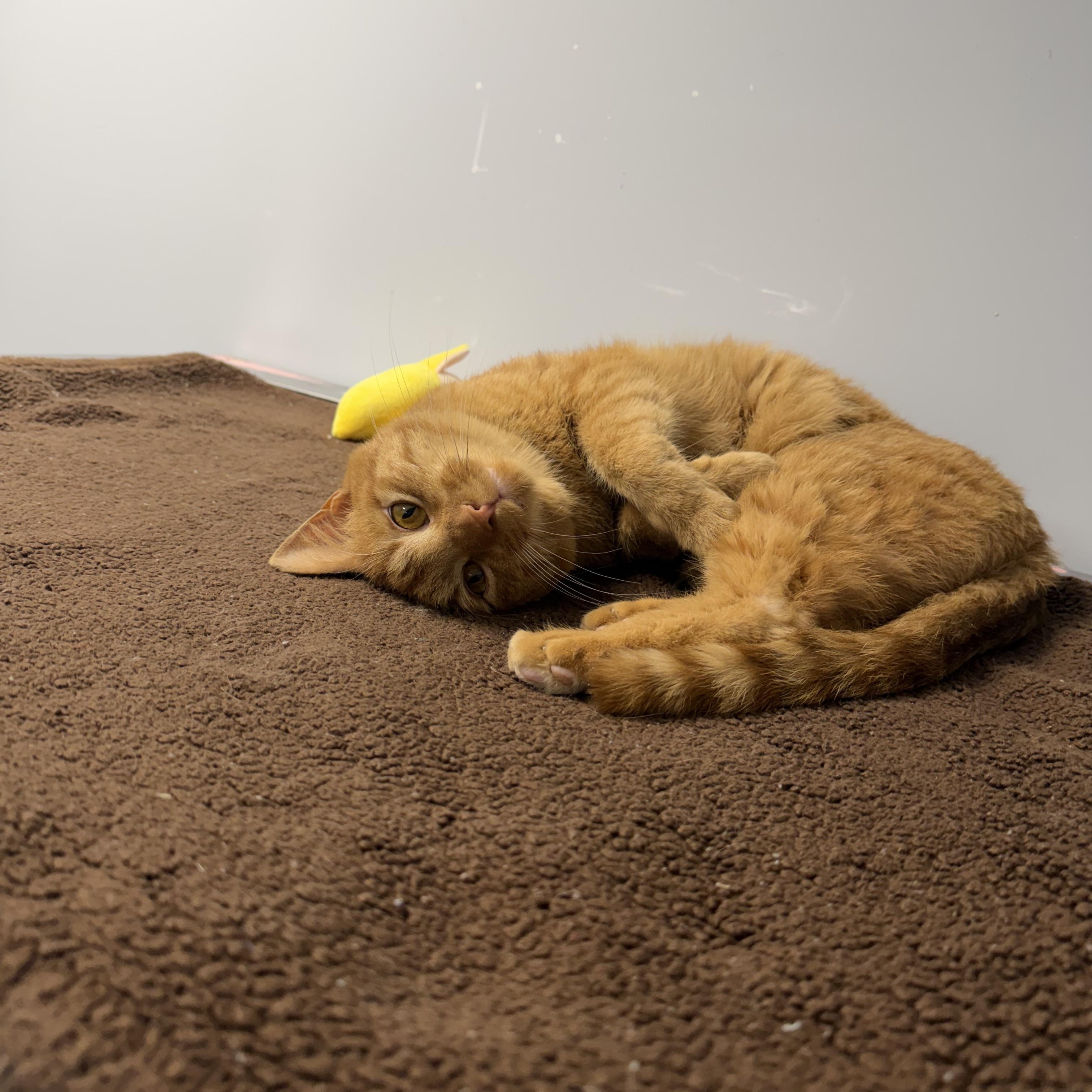 Chester, a ADOPTABLE Domestic Short Hair in Rock Hill, NY image 2/3