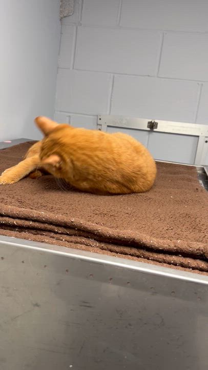 Enlarge Chester, a ADOPTABLE Domestic Short Hair in Rock Hill, NY video 3/3