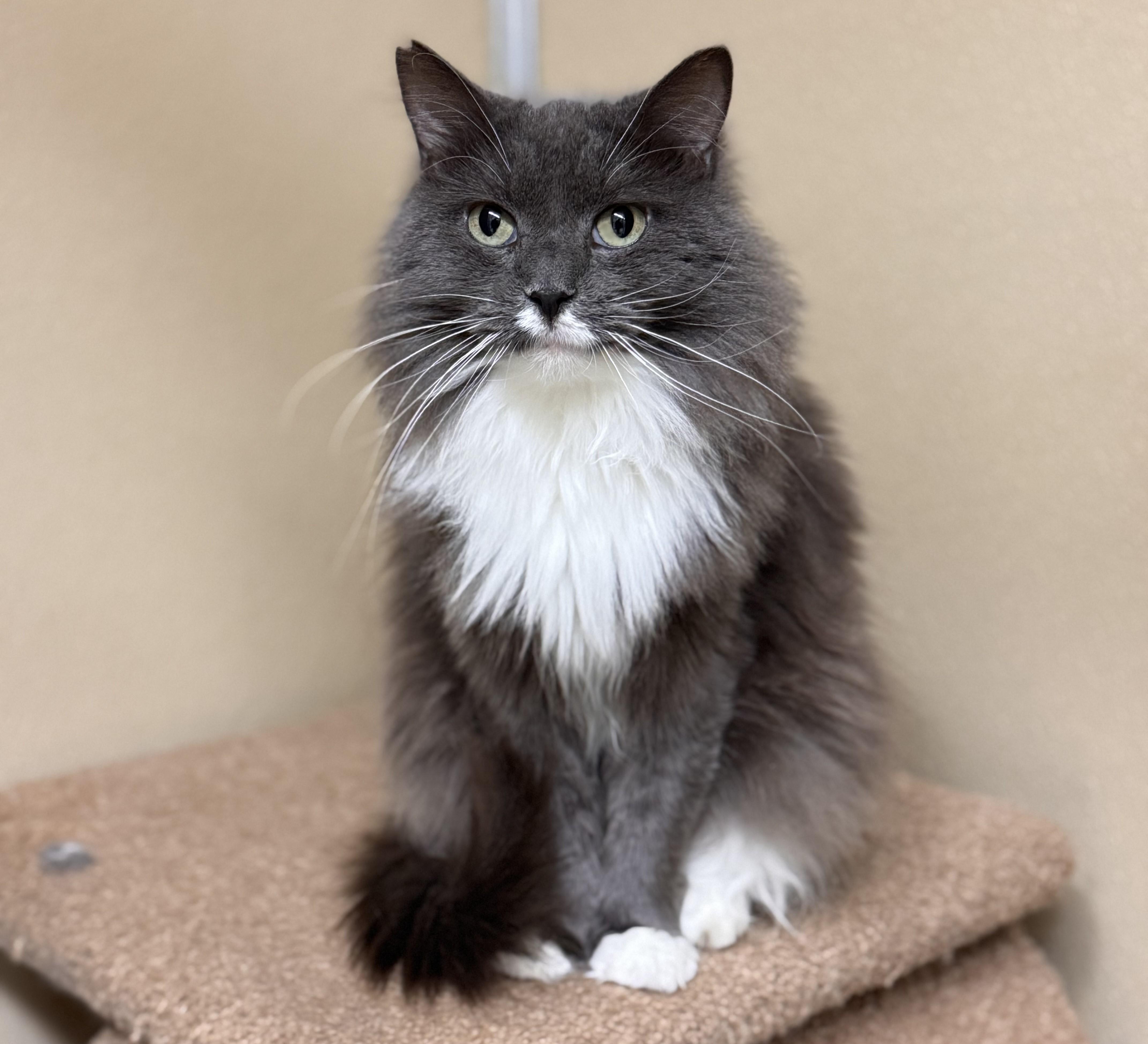 Nimbus, a Adoptable Domestic Medium Hair in Kearneysville, WV image 1/2