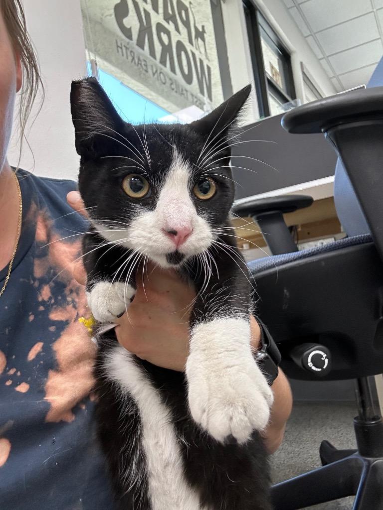 Legacie, Adoptable, Kitten Male Domestic Short Hair.