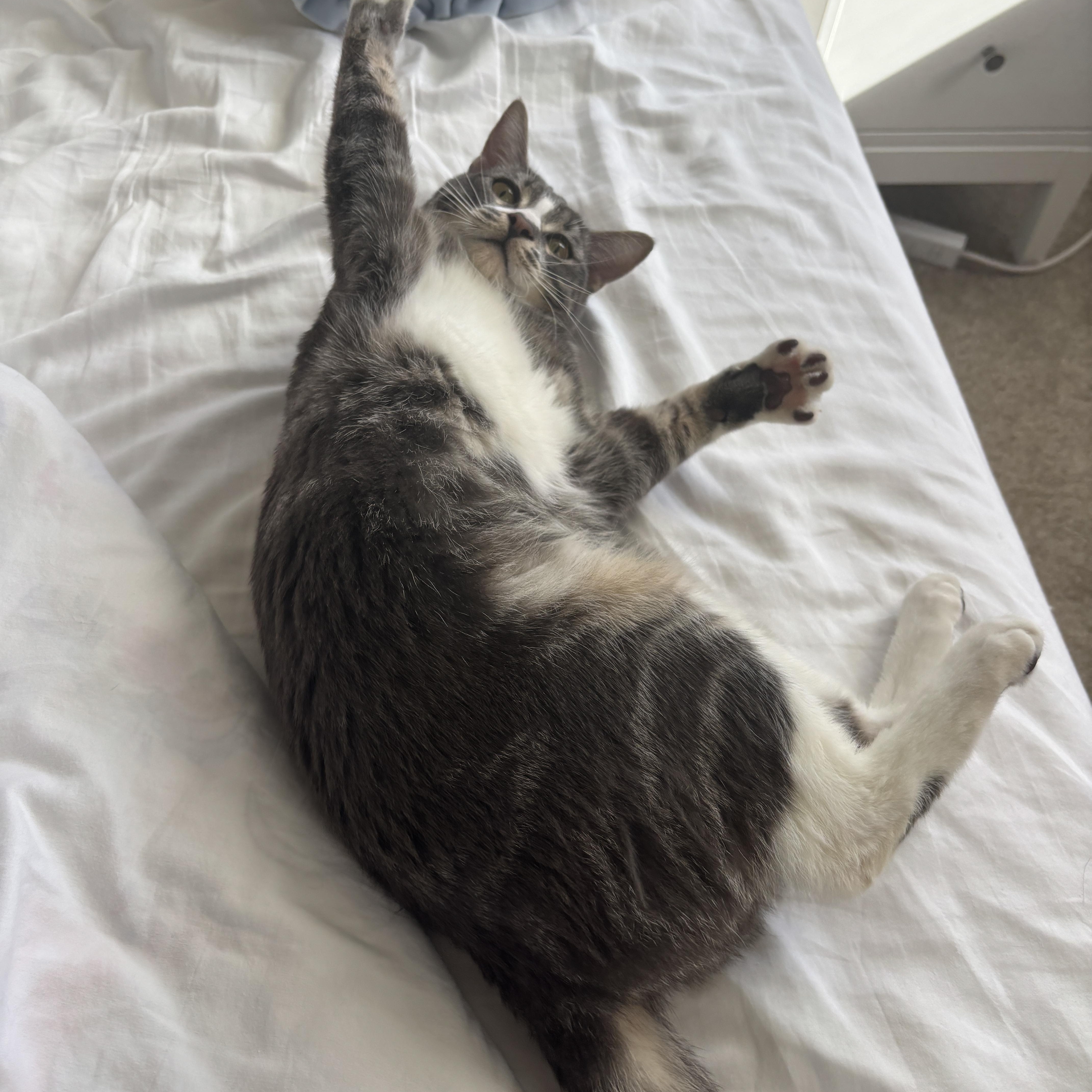 Enlarge Fig, an adopted Domestic Short Hair in Santa Ana, CA image 4/6