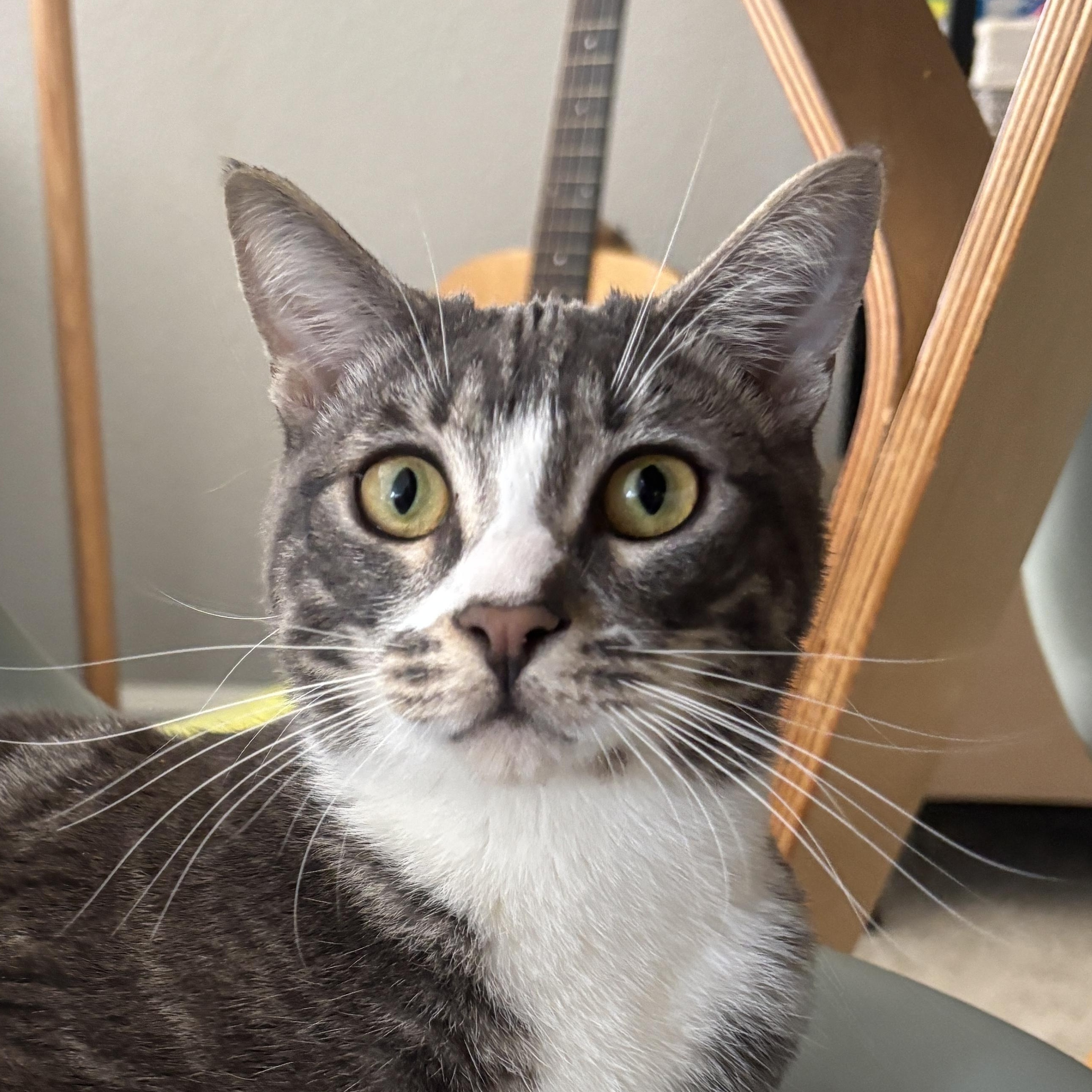 Enlarge Fig, an adopted Domestic Short Hair in Santa Ana, CA image 1/6