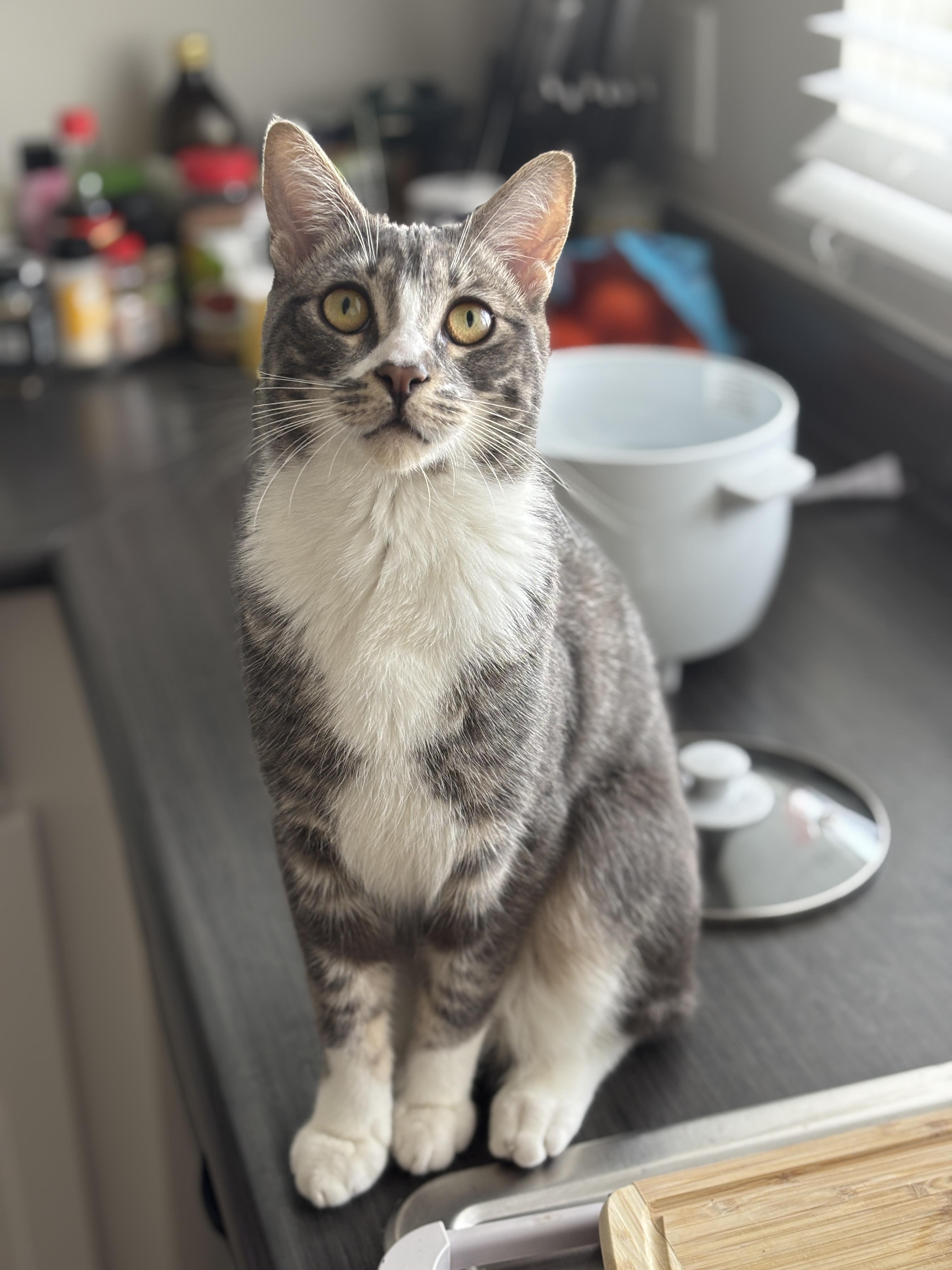 Enlarge Fig, an adopted Domestic Short Hair in Santa Ana, CA image 2/6