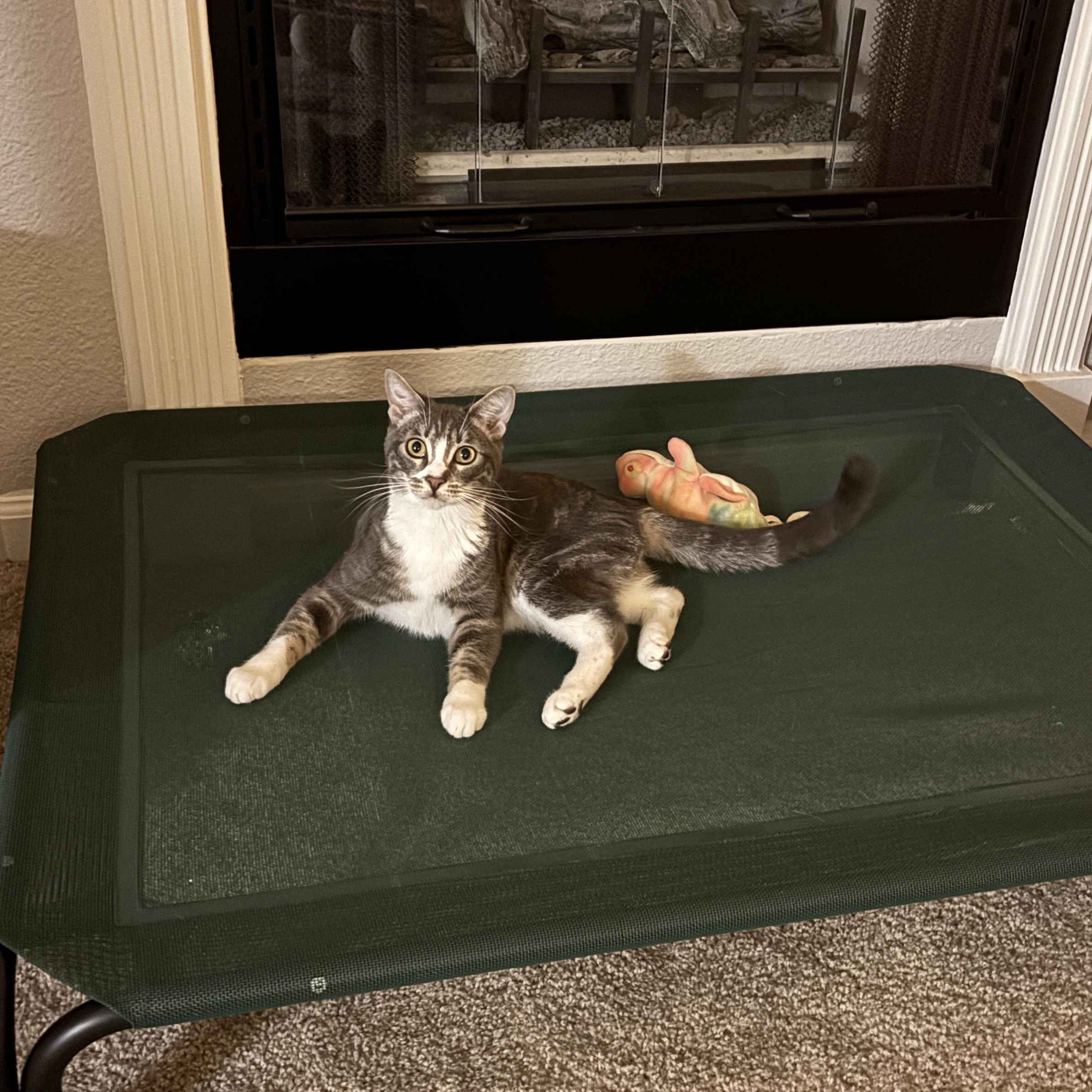 Enlarge Fig, an adopted Domestic Short Hair in Santa Ana, CA image 6/6