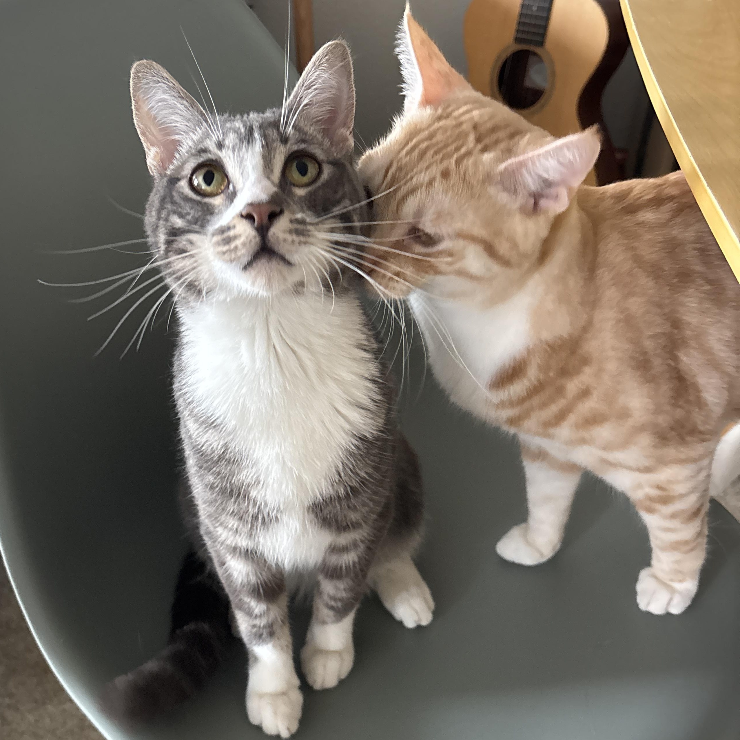 Enlarge Fig, an adopted Domestic Short Hair in Santa Ana, CA image 3/6