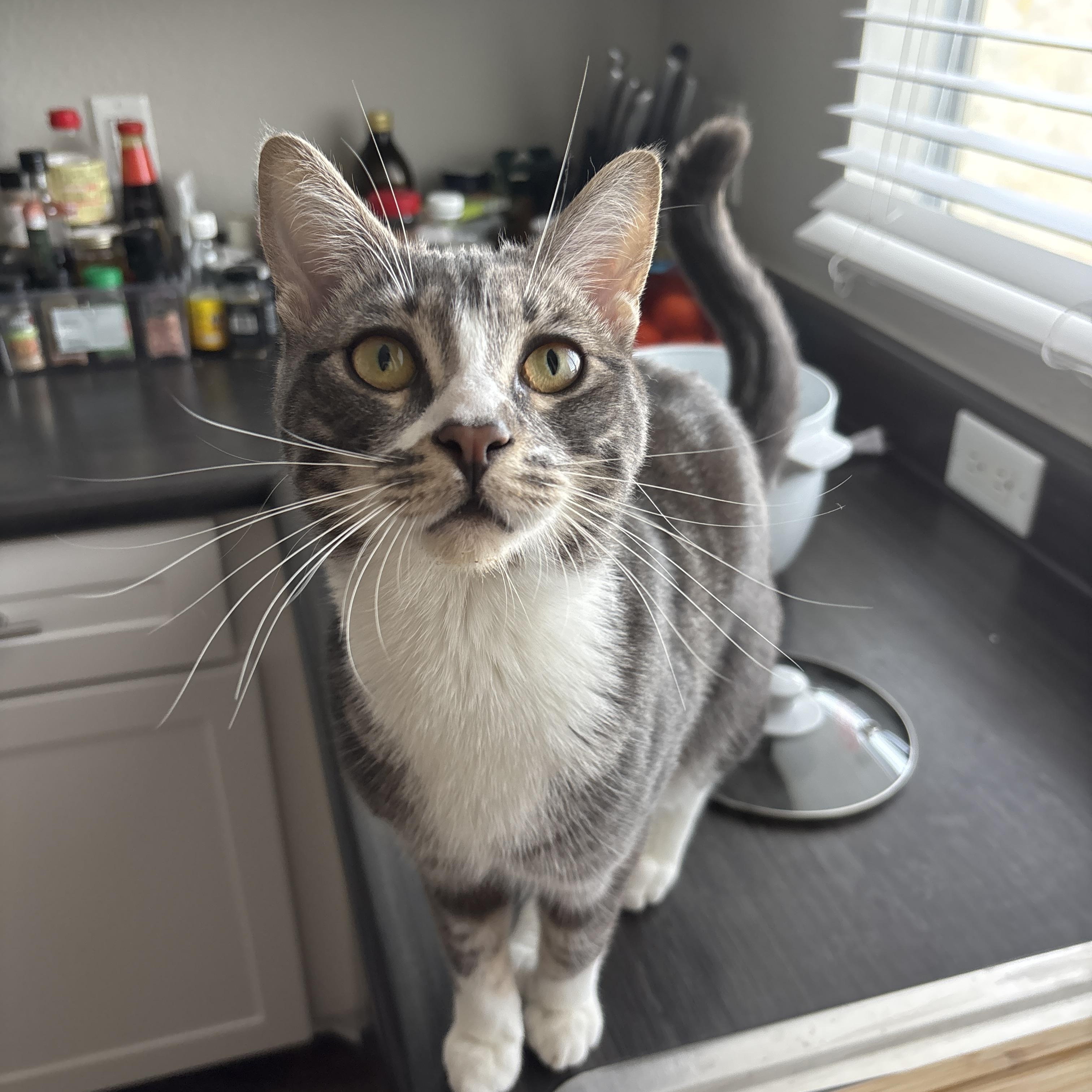 Enlarge Fig, an adopted Domestic Short Hair in Santa Ana, CA image 5/6