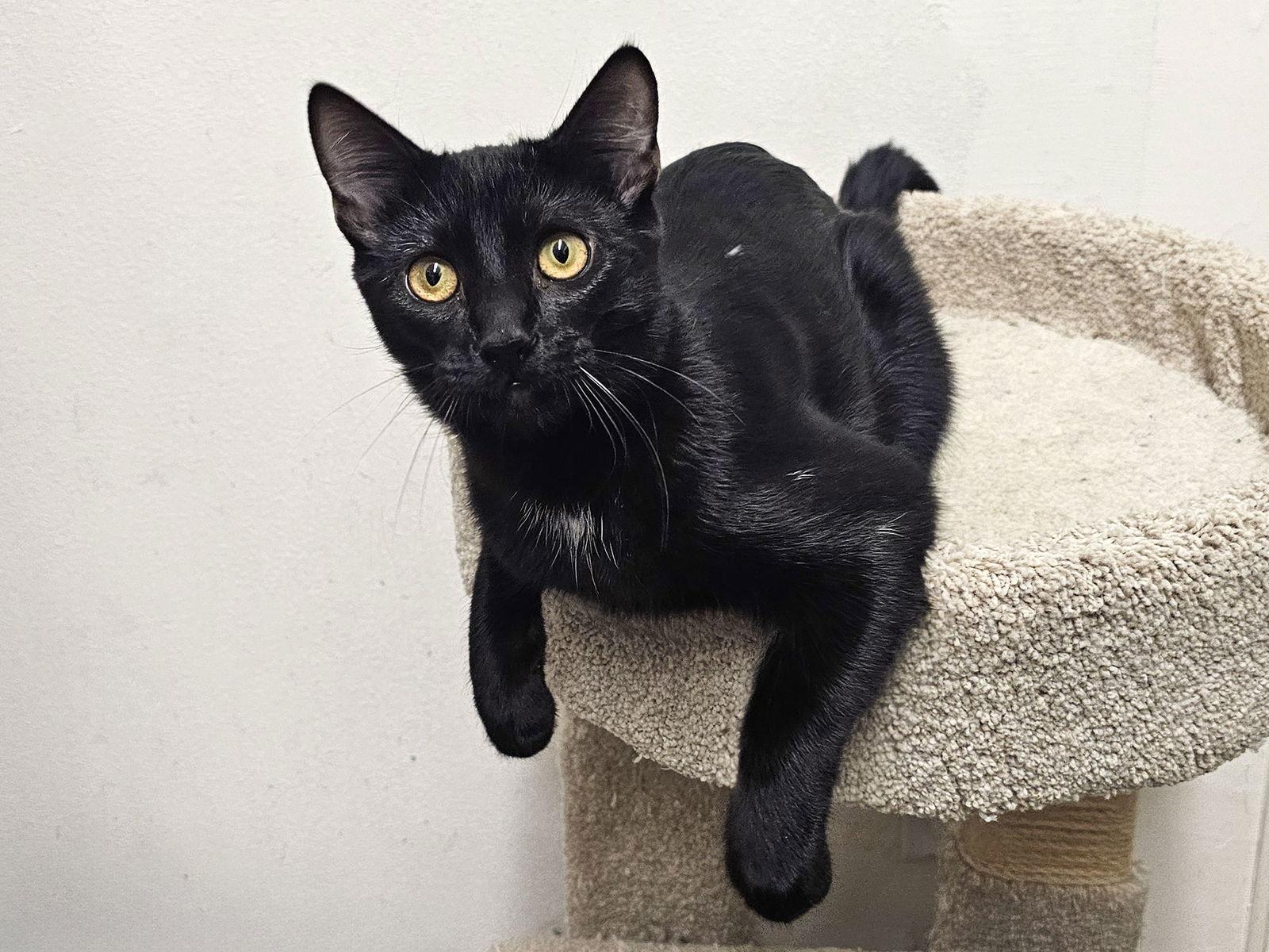 Sugarloaf, Adoptable, Young Female Domestic Short Hair.