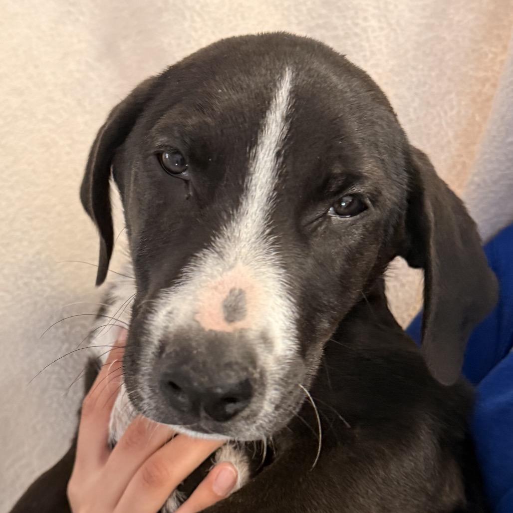 Socks, Adoptable, Puppy Male Cattle Dog & Hound.