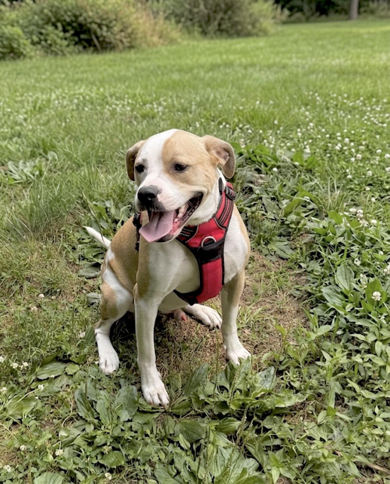 Irish, a Adoptable mixed breed in Huntingtown, MD image 2/6