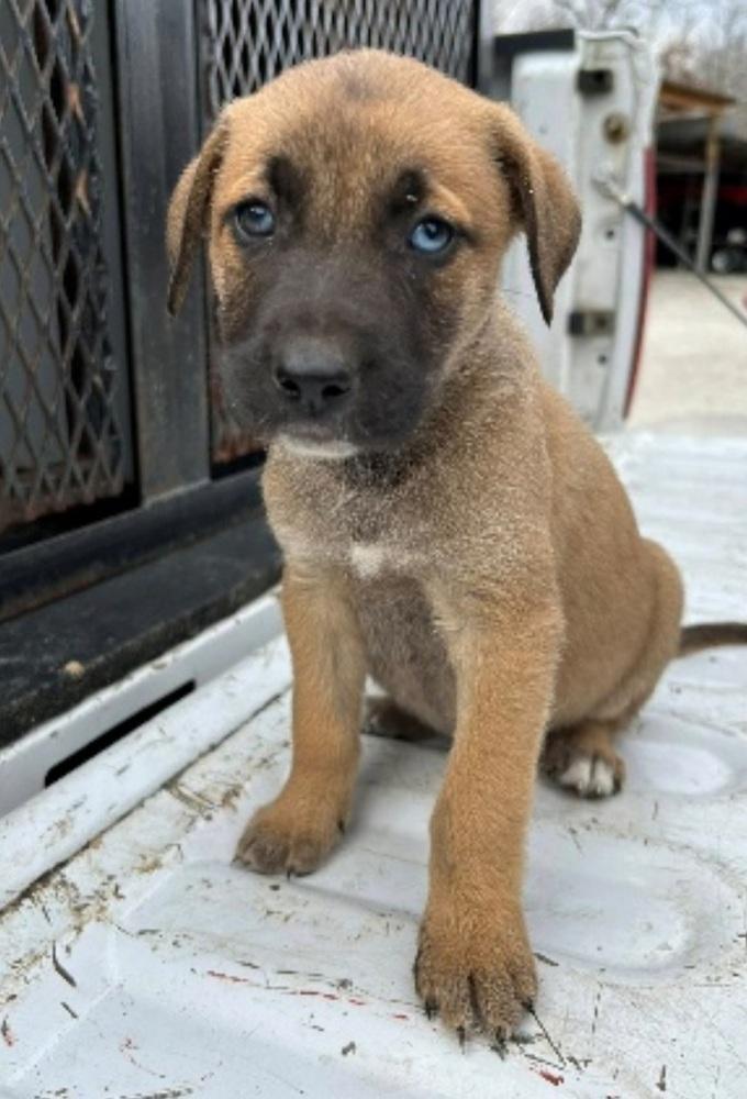 BBQ- Girl 3- Porky, Adoptable, Puppy Female Boxer & Shepherd.
